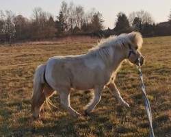 Zuchtstute St.Pr.A Eva (Shetland Pony, 2018, von Example v. Stal Polderzicht)