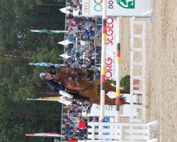 jumper Chatto 4 (Oldenburg show jumper, 2006, from Chacco-Blue)