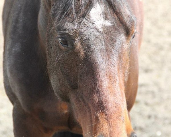 Springpferd Moreno VII (Westfale, 2008, von Montendro)