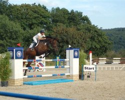 jumper Calimero 476 (Hessian Warmblood, 2003, from Cyrano)