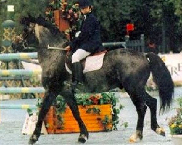 stallion Kid de Garenne (Connemara Pony, 1976, from Girko de Garenne)