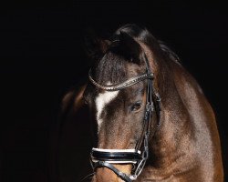 Springpferd Maurice P (New-Forest-Pony, 2002, von Arenberg's Maurits)