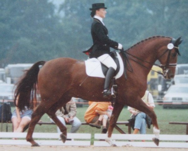 Pferd Diablo 17 (Westfale, 1988, von Damenstolz)
