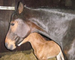 broodmare Dauphine's Flair (Oldenburg, 2001, from Don Larino 171 FIN)