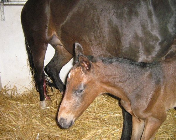 Dressurpferd Flavienne's Flair (Oldenburger, 2007, von Flavio)