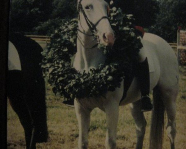 broodmare Illusion 31 (Hanoverian, 1979, from Inschallah AA)