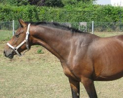 stallion Rocquefort (German Warmblood, 2010, from Rocket Star)