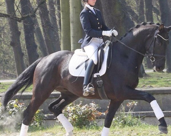 dressage horse Despereaux P (Rhinelander, 2009, from Dramatic)