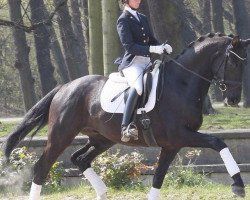 dressage horse Despereaux P (Rhinelander, 2009, from Dramatic)