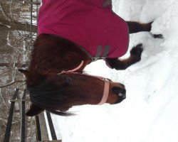 Zuchtstute Tijd Vlijt's Sanne (Welsh Pony (Sek.B), 1996, von Woldberg's Mozart)