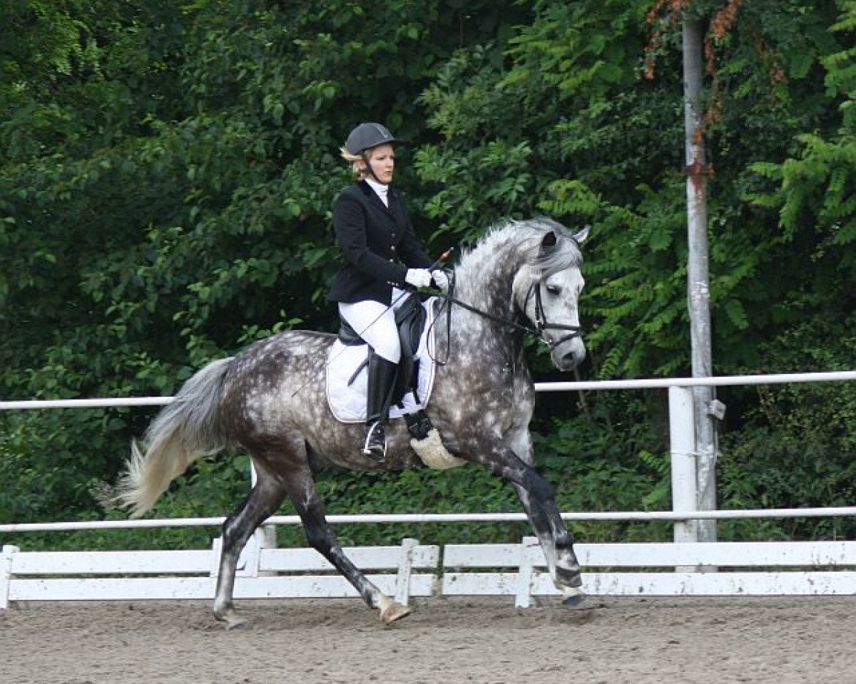 dressage horse Kleiner Prinz Viktor (German Riding Pony, 2003, from Villeneuve I)