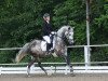 dressage horse Kleiner Prinz Viktor (German Riding Pony, 2003, from Villeneuve I)