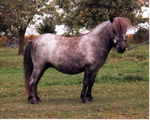 Zuchtstute Hera von Repgow (Shetland Pony (unter 87 cm), 2000, von Sir Paul)