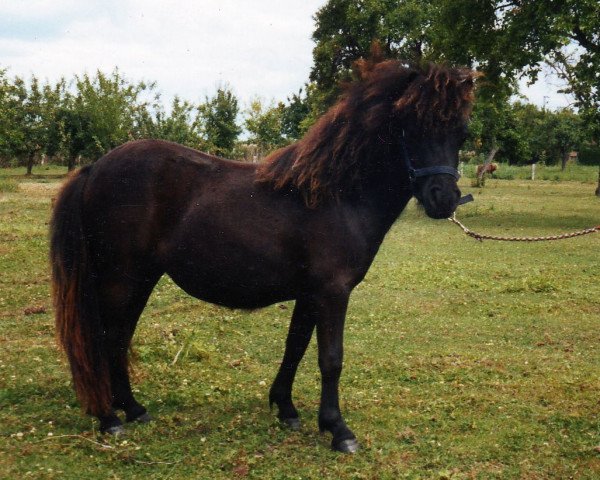 Pferd Regine von Repgow (Shetland Pony (unter 87 cm), 2006, von Sir Paul)