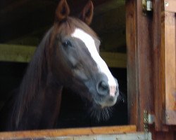 Zuchtstute Rodia (Trakehner, 1987, von Honeur)