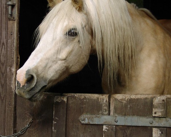 horse Iltschi 188 (German Warmblood, 1998, from Arts-Dancer-Boy)