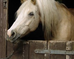 horse Iltschi 188 (German Warmblood, 1998, from Arts-Dancer-Boy)