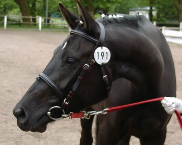 dressage horse Rougette (Trakehner, 2005, from Hibiskus)