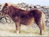 Deckhengst Nixon of Guddon (Shetland Pony, 1973, von Gletness Rocket)
