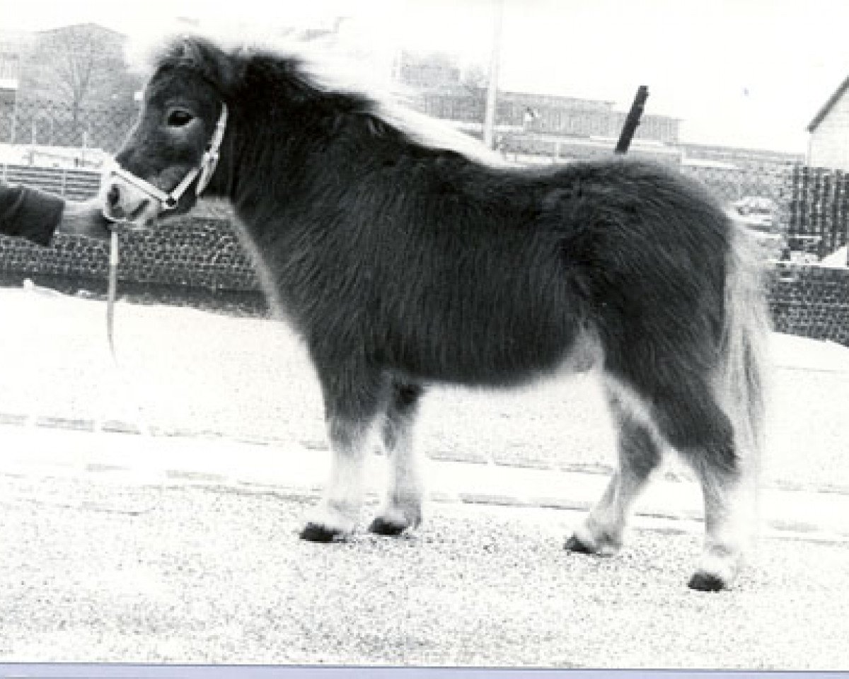 stallion Park View Giles (Shetland pony (under 87 cm), 1979, from Comus of Houlland)