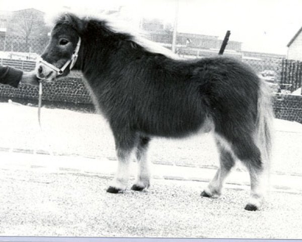 Deckhengst Park View Giles (Shetland Pony (unter 87 cm), 1979, von Comus of Houlland)