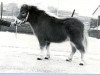 stallion Park View Giles (Shetland pony (under 87 cm), 1979, from Comus of Houlland)