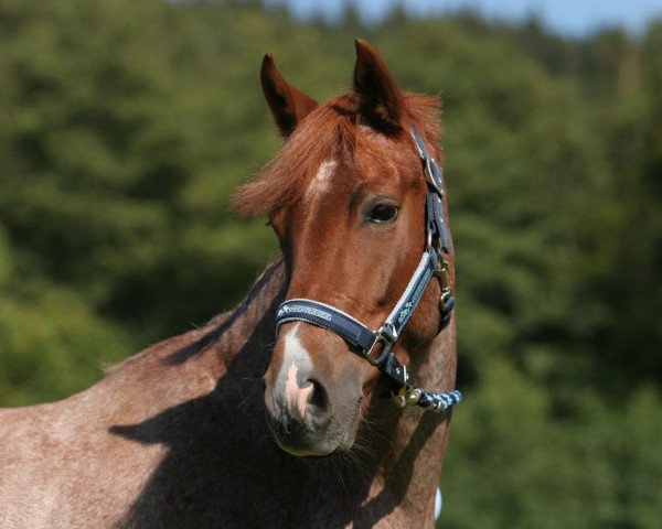 Dressurpferd Beijbi (Niederländisches Pony, 2008)