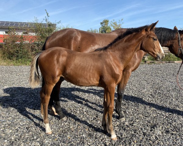 jumper Titziano (German Sport Horse, 2021, from Talent Charboniere)