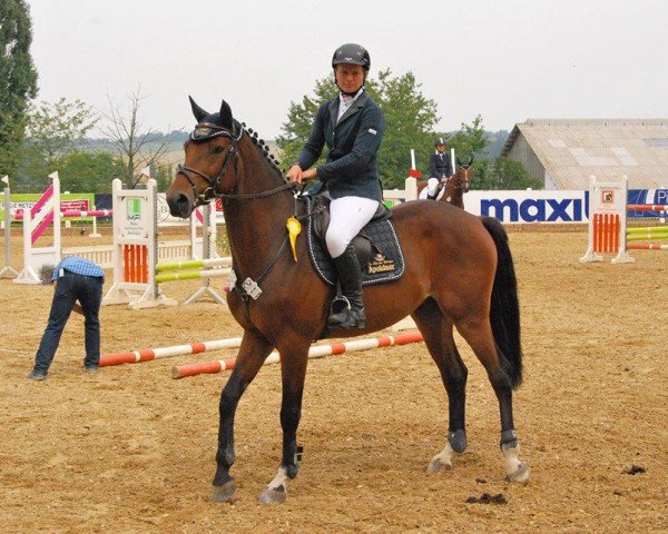 jumper Fst Le Coeur (German Sport Horse, 2008, from Lancelot Quainton)