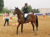 jumper Fst Le Coeur (German Sport Horse, 2008, from Lancelot Quainton)