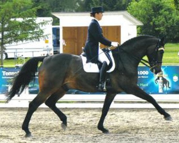 dressage horse Cacharel 15 (Holsteiner, 2000, from Carry)