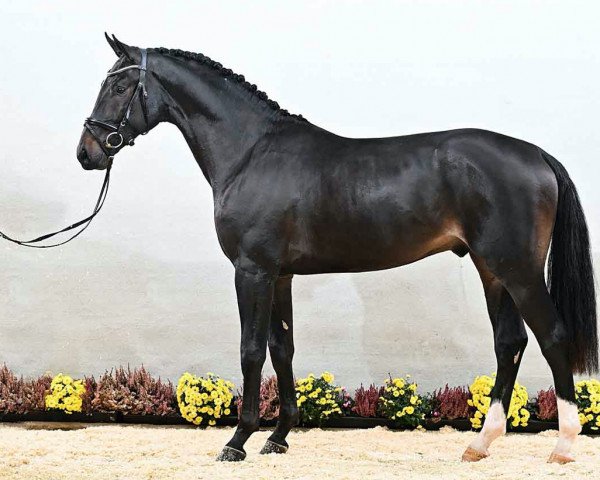 jumper General Top (Hanoverian, 2019, from Grey Top)