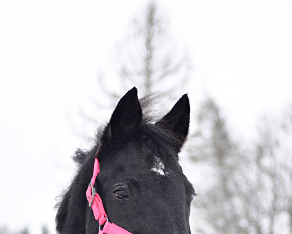 broodmare Gilge (Oldenburg, 1999, from Landjonker (Fruhling))