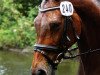 dressage horse Laurentius 7 (Westphalian, 1994, from Landadel)