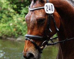 dressage horse Laurentius 7 (Westphalian, 1994, from Landadel)