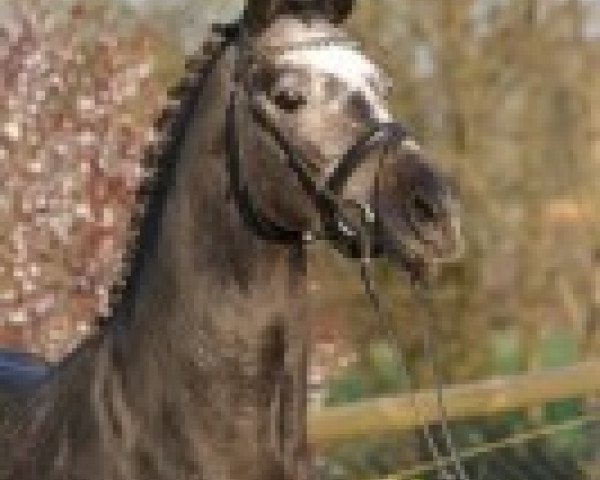stallion Rex the Robber (German Riding Pony, 2008, from Kantje's Ronaldo)