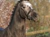 stallion Rex the Robber (German Riding Pony, 2008, from Kantje's Ronaldo)