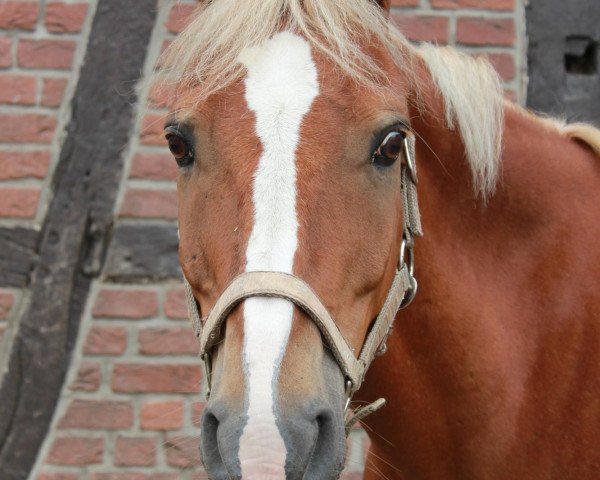 dressage horse Logi (German Riding Pony, 1994, from Luzern)