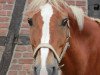 dressage horse Logi (German Riding Pony, 1994, from Luzern)