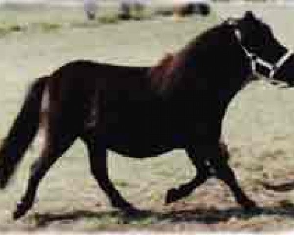 Zuchtstute Romany Kirsty (Shetland Pony (unter 87 cm), 1983, von Ebony Prince)