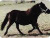 broodmare Romany Kirsty (Shetland pony (under 87 cm), 1983, from Ebony Prince)