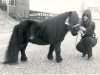 stallion Kim de Bibiana (Shetland pony (under 87 cm), 1970, from Rhum du Mury-Marais)