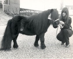 stallion Kim de Bibiana (Shetland pony (under 87 cm), 1970, from Rhum du Mury-Marais)