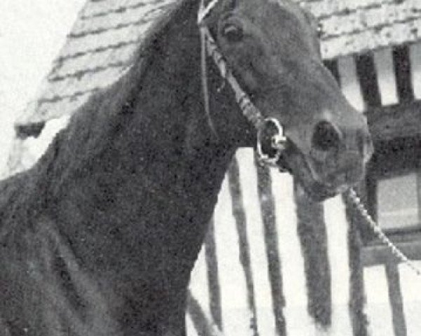 stallion Fine Top xx (Thoroughbred, 1949, from Fine Art xx)
