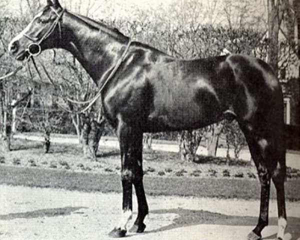 stallion Sanctus xx (Thoroughbred, 1960, from Fine Top xx)