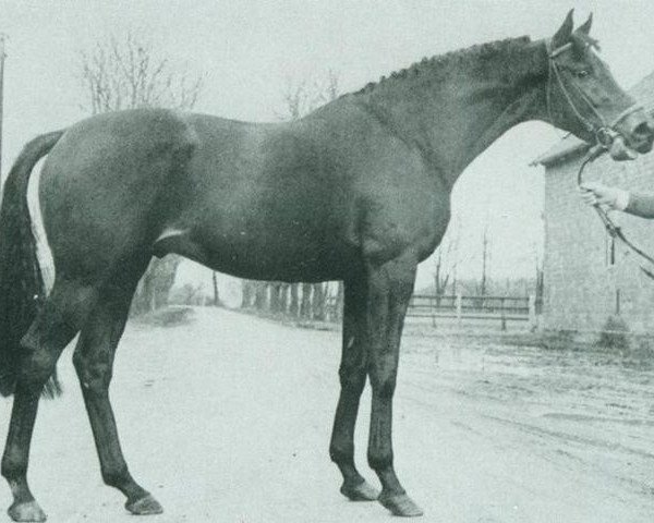 stallion Mamori xx (Thoroughbred, 1971, from Sanctus xx)