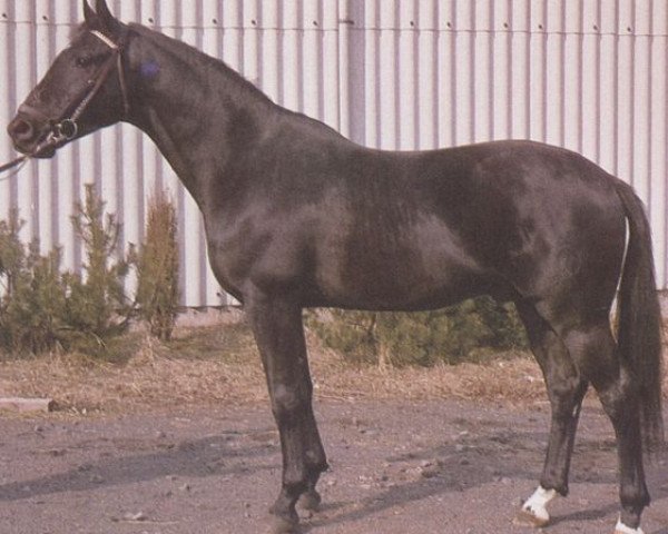 stallion Lukull (Hessian Warmblood, 1972, from Lancelot)