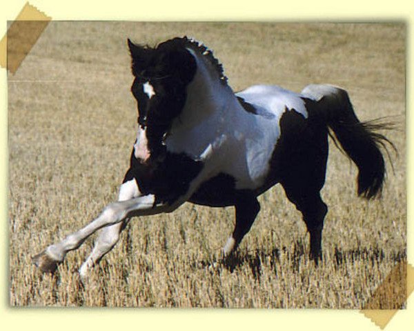 stallion Sambesi (Royal Warmblood Studbook of the Netherlands (KWPN), 1988, from Samber)