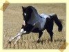 stallion Sambesi (KWPN (Royal Dutch Sporthorse), 1988, from Samber)