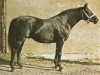 stallion Tamerino xx (Thoroughbred, 1972, from Tamerlane xx)